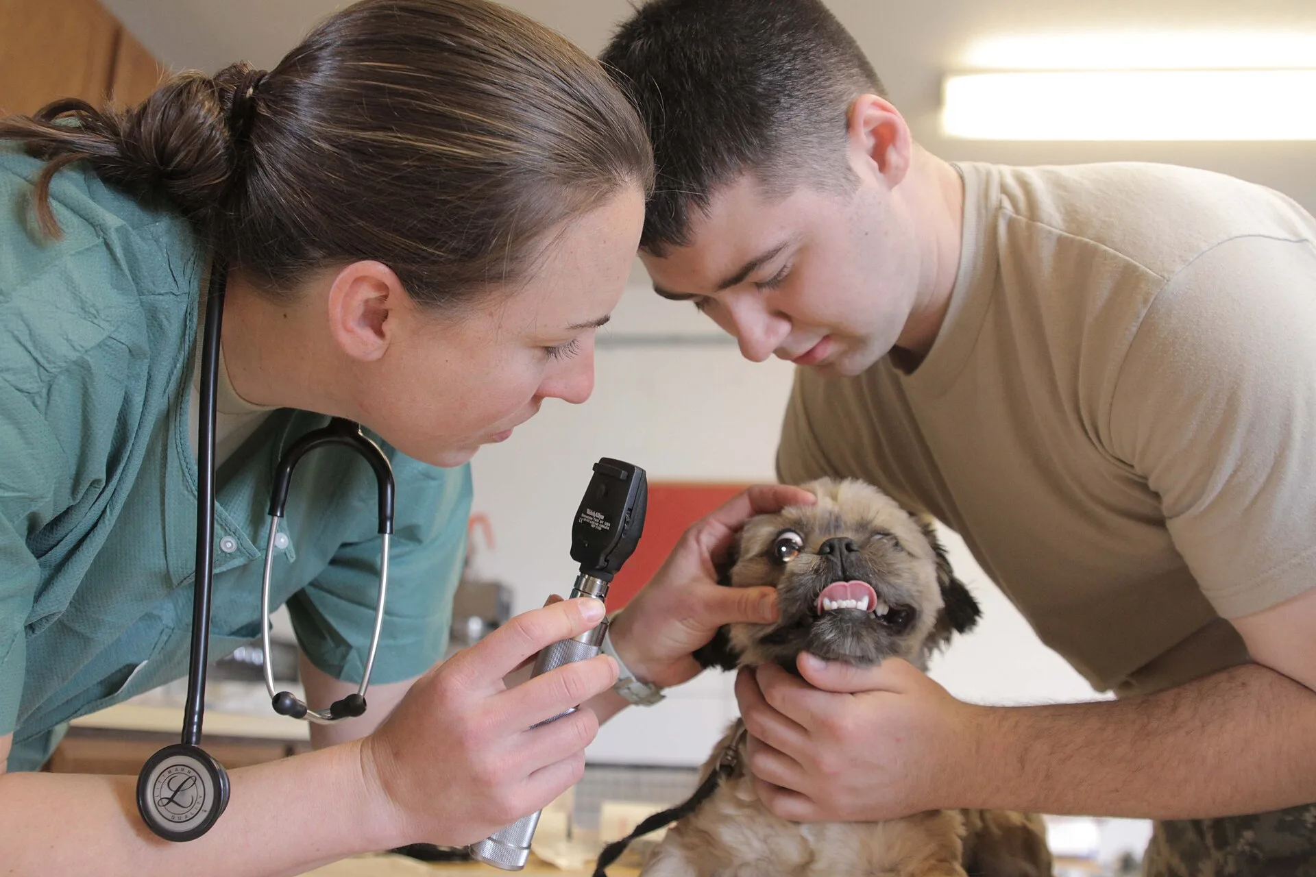 Capt. Brooke Henderson (left), veterinarian, 993rd Medical Detachment, U.S. Army Reserves, performs an eye exam on Wilson, a Maltese mix puppy, in Nome April 18 while U.S. Army Reserve Sgt. Andrew King, 949th Medical Detachment, holds him during the procedure. "We just came from Brevig Mission where. Packaging veterinary practice services customers understand for 2027