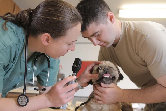 Capt. Brooke Henderson (left), veterinarian, 993rd Medical Detachment, U.S. Army Reserves, performs an eye exam on Wilson, a Maltese mix puppy, in Nome April 18 while U.S. Army Reserve Sgt. Andrew King, 949th Medical Detachment, holds him during the procedure. "We just came from Brevig Mission where. Packaging veterinary practice services customers understand for 2027