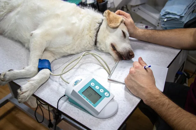 veterinary, blood pressure, pressure measurement, ecg, record, heart, cardiac examination, medicine, heart disease, dogs, cardiovascular pressure, nature, dog examination, veterinary examination, dog on examination, animal, vet, white, doctor, veterinarian, pet, canine. Veterinary practices reviewed: what holds up and what does not