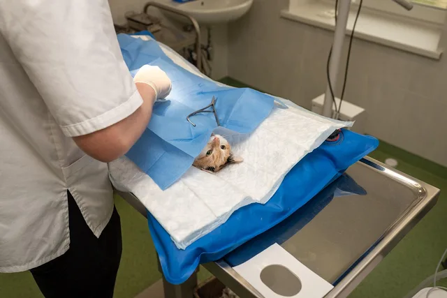 health, hospital, medicine, nurse, occupation, operation, pet, procedure, profession, sick, specialist, sterile, sterilization, surgeon, surgery, surgical, treatment, vet, veterinarian, veterinary, anesthesia, care, cute, brown health, brown hospital, brown medicine, brown care, vet, vet, vet, vet, vet, veterinarian, veterinarian, veterinarian, veterinarian, veterinary. AAHA accreditation for a US animal hospital, what it costs and what it returns