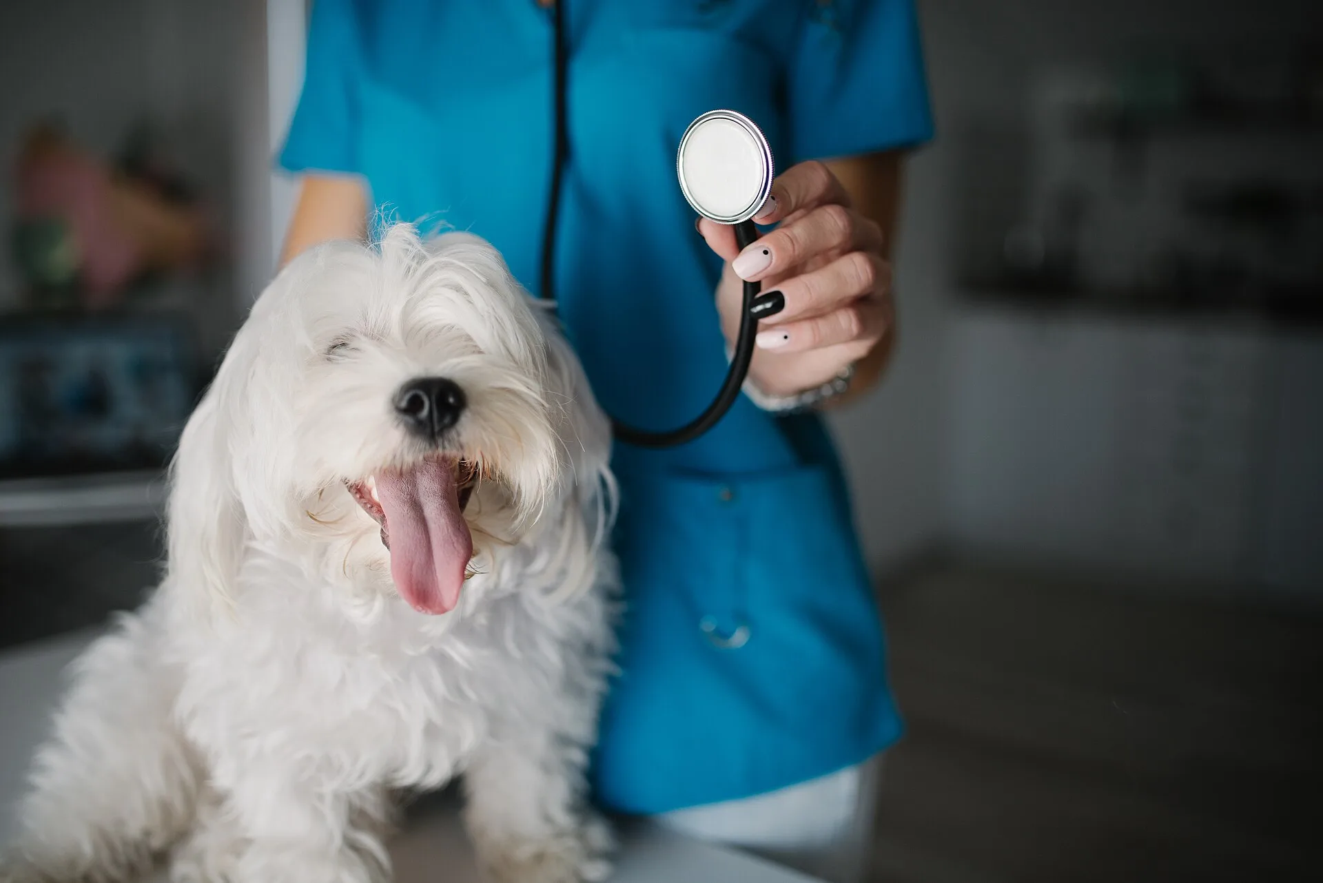 Dog portrait with a veterinarian in blue uniform holding a stethoscope. BC veterinary practice incorporation tax: the three options