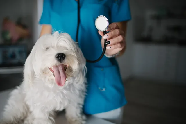 Dog portrait with a veterinarian in blue uniform holding a stethoscope. BC veterinary practice incorporation tax: the three options