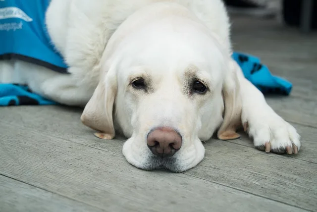 dog, cute, pet, canine, animal, nature, lab, labrador, healthcare, veterinary, breed, vet, friend, grooming, guide dog, doggo, pupper, dog nose, puppy eyes, gray dog, gray eye, gray puppy, gray lab, gray pets, gray healthcare. The best places to run a veterinary practice