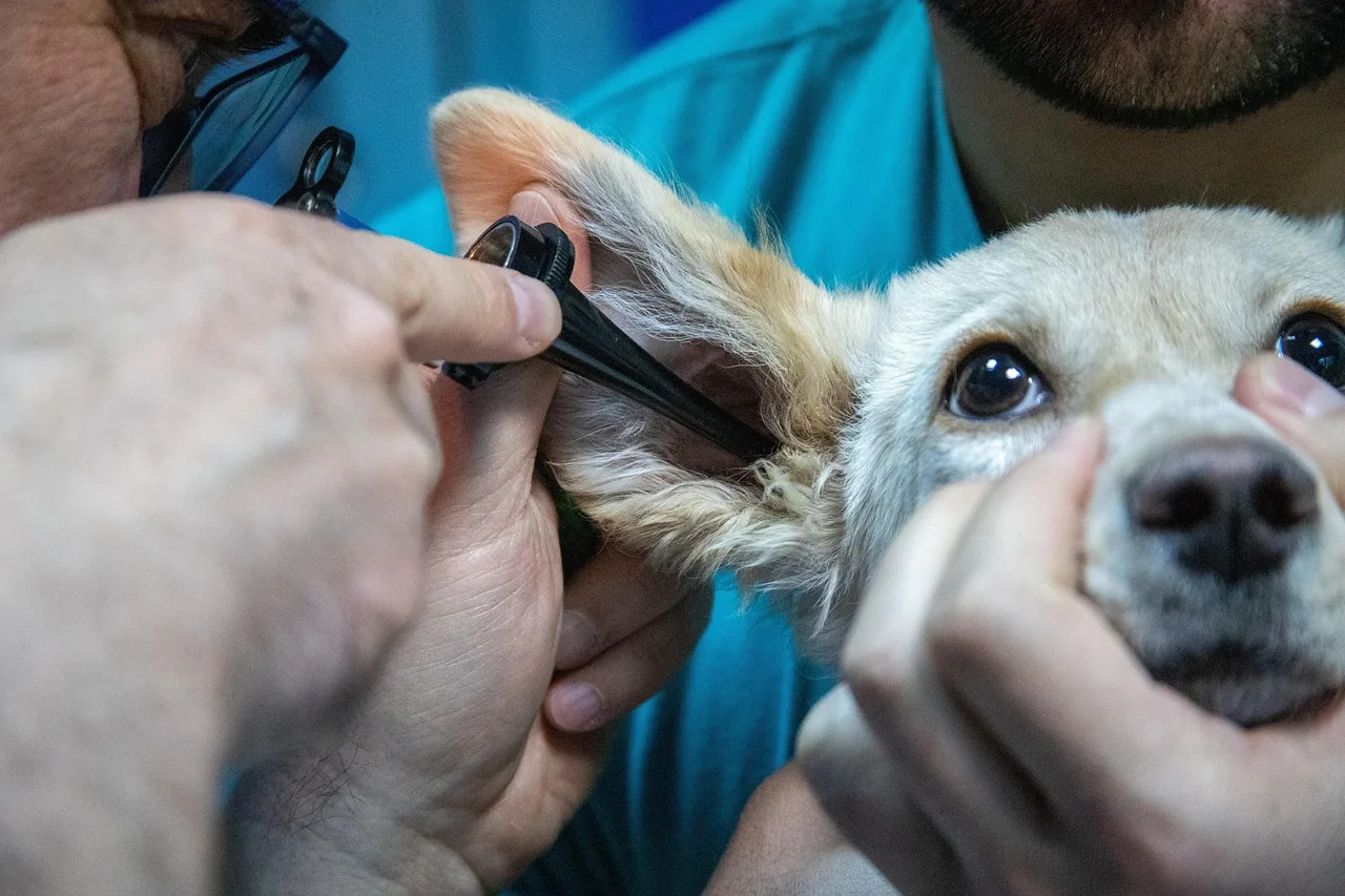 medicine, animal, veterinary, equipment, ear examination, dog, pet, care, veterinarian, doctor, infection, ear, scabies, pain, itching, treatment, diagnosis. California, Texas and New York veterinary practice acts compared for staffing
