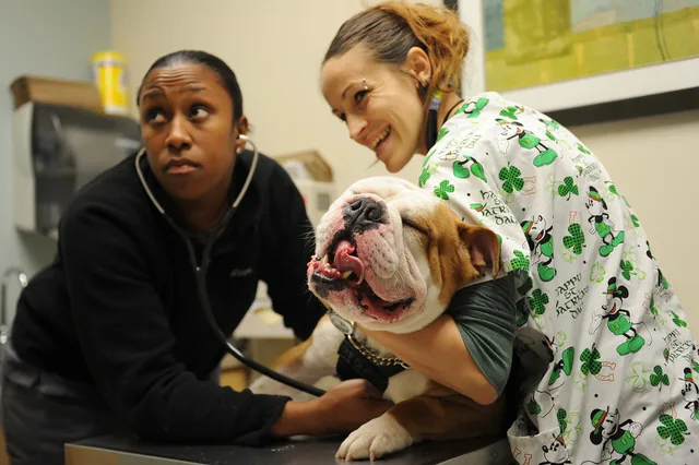 Dr. Nina Griffin, a veterinarian assigned to the Public Health Command-Fort Eustis Branch, and Jojo Edmister, an animal health technician assigned to the Public Health Command-Fort Eustis Branch, perform a physical exam on Chuck at Langley Air Force Base, Va., March 17, 2016. While the Langley Veter. California veterinary practice workers' comp rates: drivers