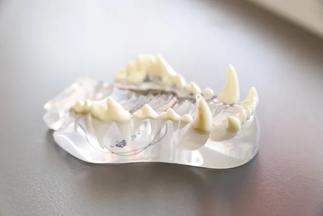 tooth model, grazing, animals, pets, veterinary, nature, pet, veterinarians, animal, dog, canine, medical, doctor, health, vet, care, clinic. Canadian veterinary practice sale: share deal vs asset deal