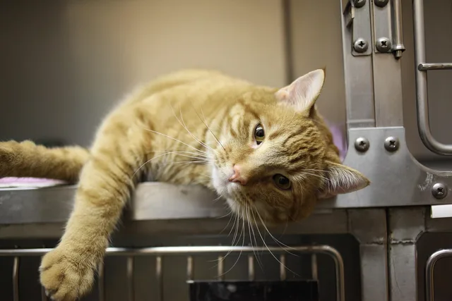 cat, kitty, veterinarian, pet, feline, animal, domestic, fur, orange, tabby, cage, nature, veterinary. How corporate consolidation in US veterinary medicine changes independent practice margins