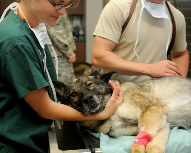 veterinary, clinic, veterinarian, dog, patient, animal, canine, comforting, care, nature, medicine, medical, pet, brown dog, brown animals, brown medical, brown medicine, brown care. How DEA registration and controlled-substance logs shape daily work at an American animal hospital