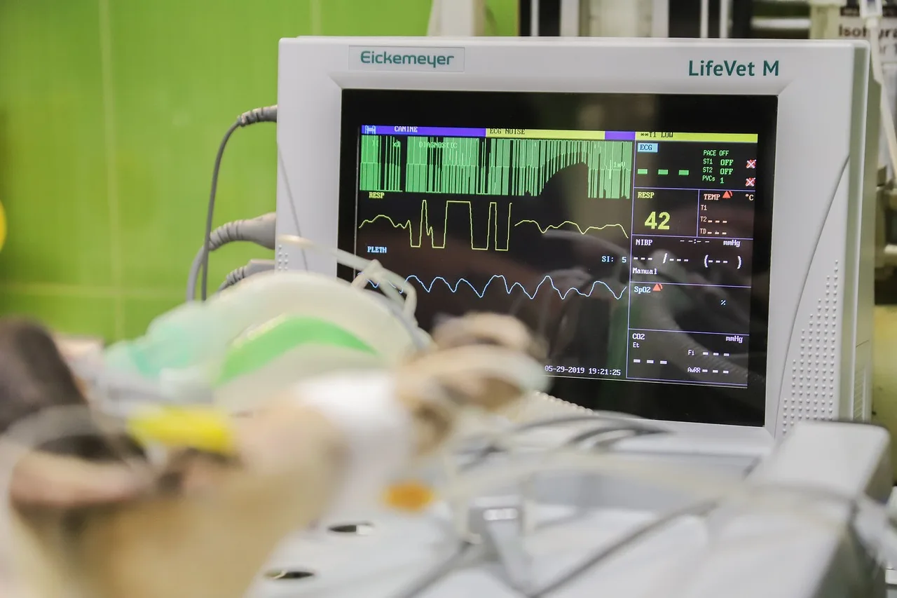 monitoring, life monitor, ekg, healthcare, heart, nature, pulse, computer, technology, pet, cardio, heartbeat, vet, veterinary, clinic, surgery, dog, cat, animal, operation, treatment, veterinarian, procedure. Denver veterinary market overview, from specialty referral hospitals to corporate owners