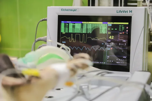 monitoring, life monitor, ekg, healthcare, heart, nature, pulse, computer, technology, pet, cardio, heartbeat, vet, veterinary, clinic, surgery, dog, cat, animal, operation, treatment, veterinarian, procedure. Denver veterinary market overview, from specialty referral hospitals to corporate owners