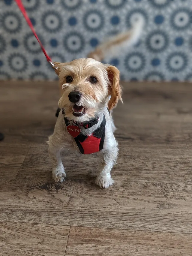 dog, puppy, veterinary clinic, vet clinic, nature, leash, pet, animal, young dog, domestic dog, canine, mammal, cute, adorable, portrait. Veterinary practice pricing: the method behind a fair margin