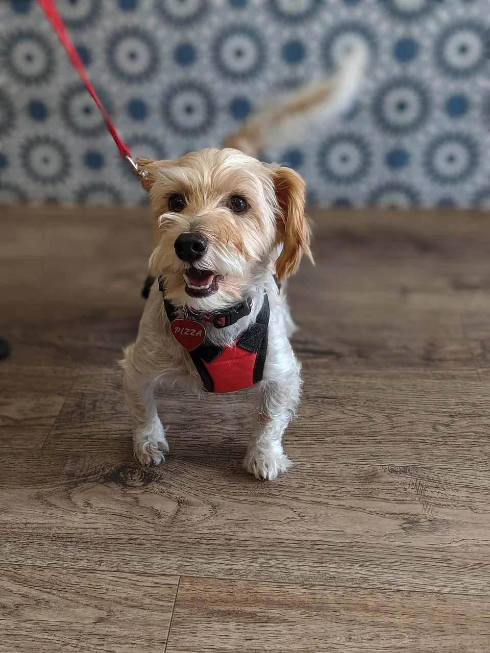 dog, puppy, veterinary clinic, vet clinic, nature, leash, pet, animal, young dog, domestic dog, canine, mammal, cute, adorable, portrait. Veterinary practice pricing: the method behind a fair margin