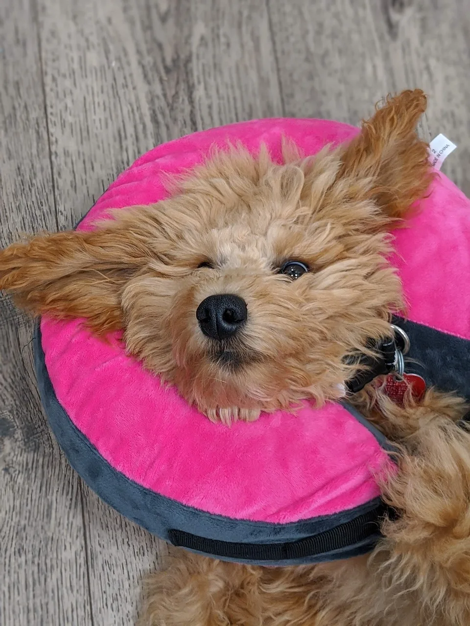 dog, pet, veterinary clinic, vet clinic, animal, domestic dog, canine, mammal, nature, furry, cute, adorable, portrait. How to start a veterinary practice that fits its market for 2027