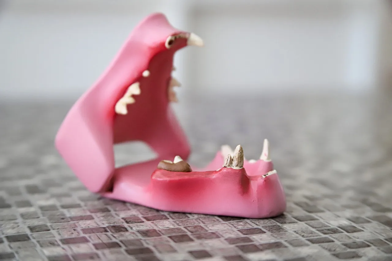 teeth, jaw model, health, dog, animal, disease, medical, pet, care, veterinarian, ill, vet, sick, illness, treatment, clinic, dental, medicine, healthcare, equipment, tooth, gray health, gray medical, gray medicine, gray teeth, gray care, nature, gray healthcare. Reviewing profitable veterinary practice services: strengths, gaps and a verdict