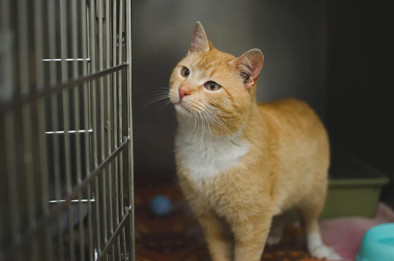 domestic cat, cat's eyes, red cat, fund, city cats, shelter, cage, veterinary clinic, cage, veterinary clinic, veterinary clinic, veterinary clinic, veterinary clinic, veterinary clinic. Ontario veterinary practice HST: taxable services