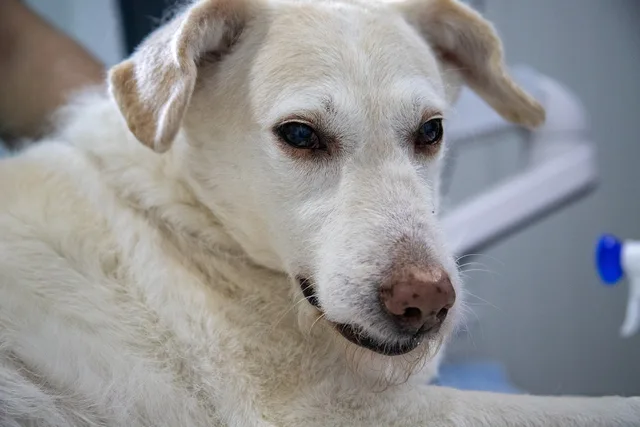 dog, retriever, breed, disease, veterinarian, sick grazing, cough, heart problem, shortness of breath, examination, white, examine, patient, nature, pet, doctor, parasite, face, limb, animal, ill, dog face, nose, eyes. Animal hospital finance: how to price a wellness plan