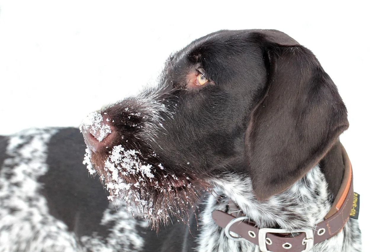 dog, animal, nature, snow, german wire hair, german wirehairedpointer, pointer, domestic, pet, hunting dog, purebred dog, mammal, winter. Sun Belt versus Snow Belt veterinary caseloads, a seasonal staffing guide
