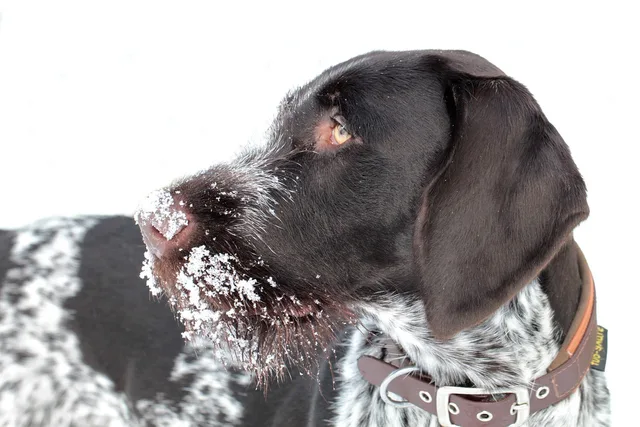 dog, animal, nature, snow, german wire hair, german wirehairedpointer, pointer, domestic, pet, hunting dog, purebred dog, mammal, winter. Sun Belt versus Snow Belt veterinary caseloads, a seasonal staffing guide