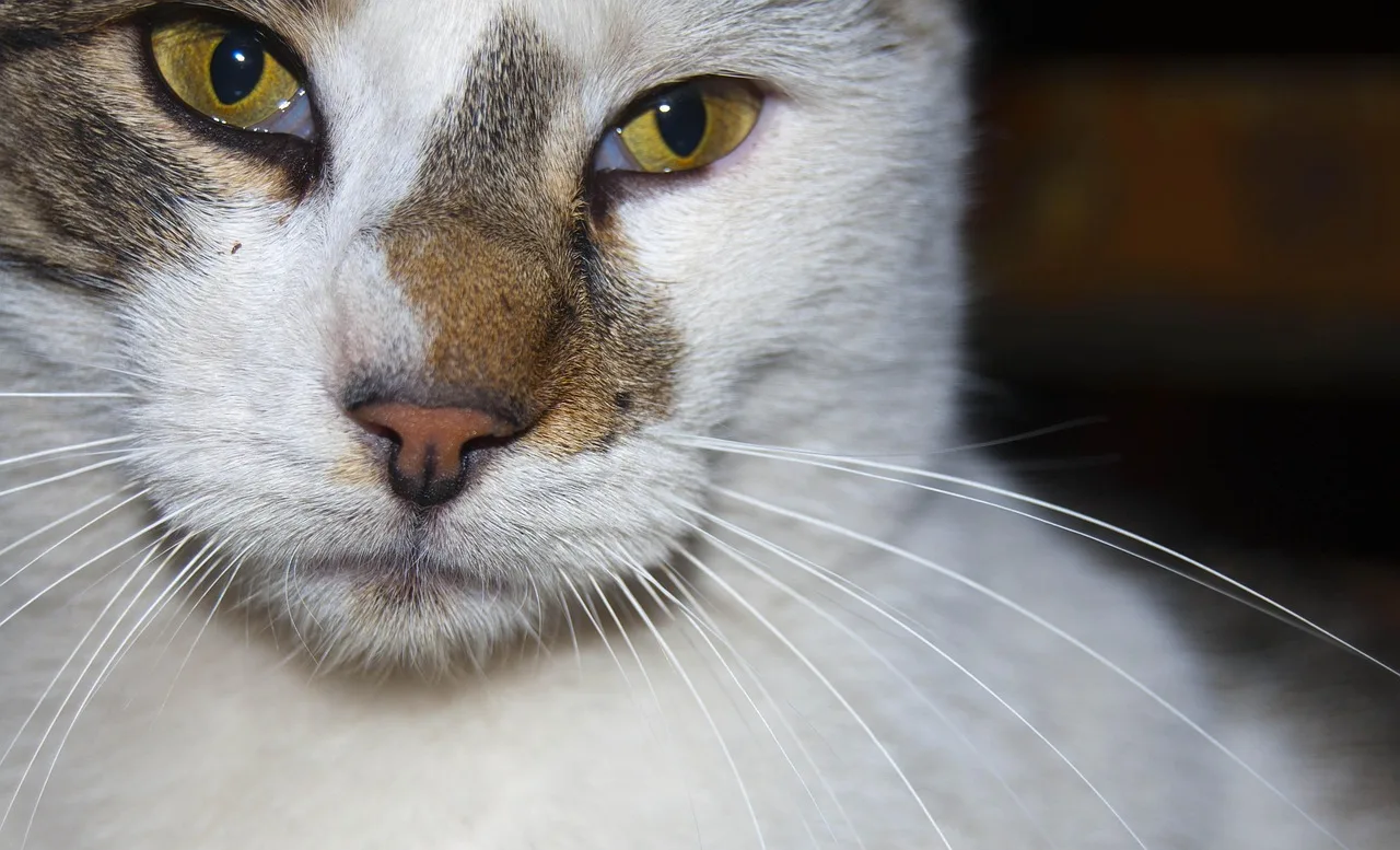 cat, eyes, pet, feline, animal, fur, cute, fluffy, young, veterinary, nature, fun. Veterinary practice client financing: CareCredit vs Scratchpay compared