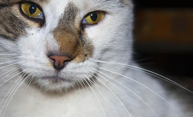 cat, eyes, pet, feline, animal, fur, cute, fluffy, young, veterinary, nature, fun. Veterinary practice client financing: CareCredit vs Scratchpay compared