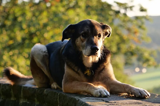 dog, animal reception, animal, pet, domestic animal, nature, sunrise. Getting veterinary practice complaint handling right the first time