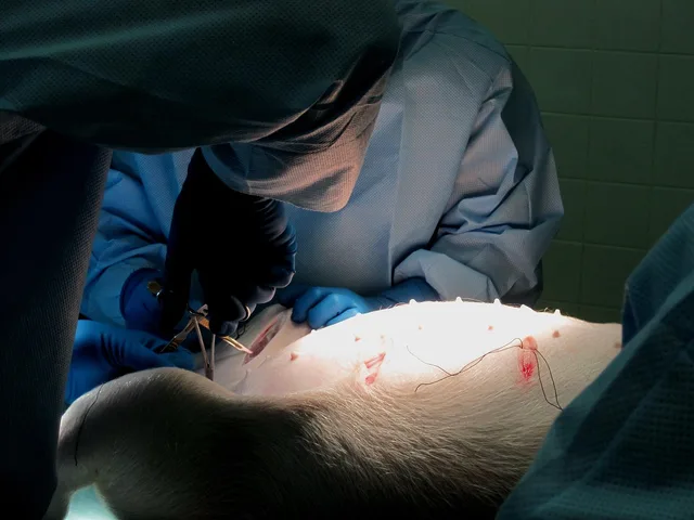 pig, sow, light, surgery, instruments, surgical glove, laceration, suture, training, surgery, surgery, surgery, surgery, surgery, suture, suture. Veterinary practice staff training, as a checklist