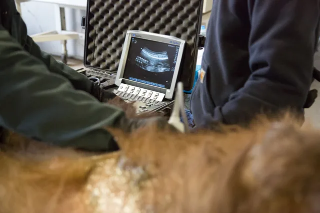 Veterinarians check on the second bear's pregnancy using a portable ultrasound machine. Veterinary practice equipment leasing vs buying: trade-offs