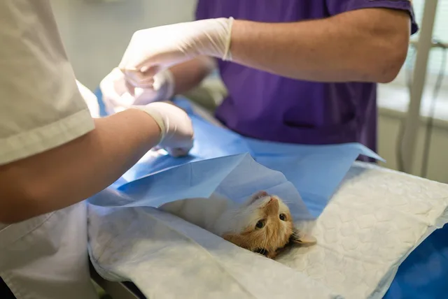 health, hospital, medicine, nurse, occupation, operation, pet, procedure, profession, sick, specialist, sterile, sterilization, surgeon, surgery, surgical, treatment, vet, veterinarian, veterinary, anesthesia, care, cute, vet, vet, vet, vet, vet, veterinarian, veterinarian, veterinarian, veterinary. Veterinary practice hiring and onboarding: scorecards, pay bands, first 30 days