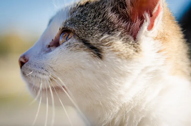 cat, kitten, nature, animal, pet, vet, fur. The real cost of insuring a veterinary practice