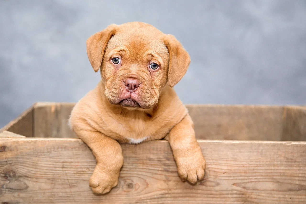 puppy, dog, nature, pet, cute, brown dog, purebred, dog breed, portrait, dog portrait, mammal, animal, domestic, domestic dog, canine. Veterinary practice marketing guide to capacity, budget and reviews
