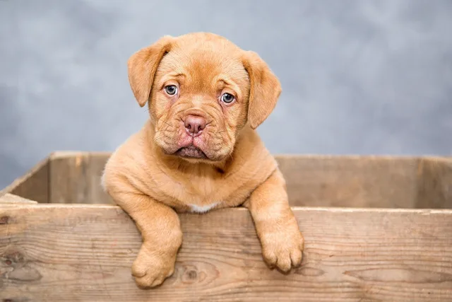 puppy, dog, nature, pet, cute, brown dog, purebred, dog breed, portrait, dog portrait, mammal, animal, domestic, domestic dog, canine. Veterinary practice marketing guide to capacity, budget and reviews