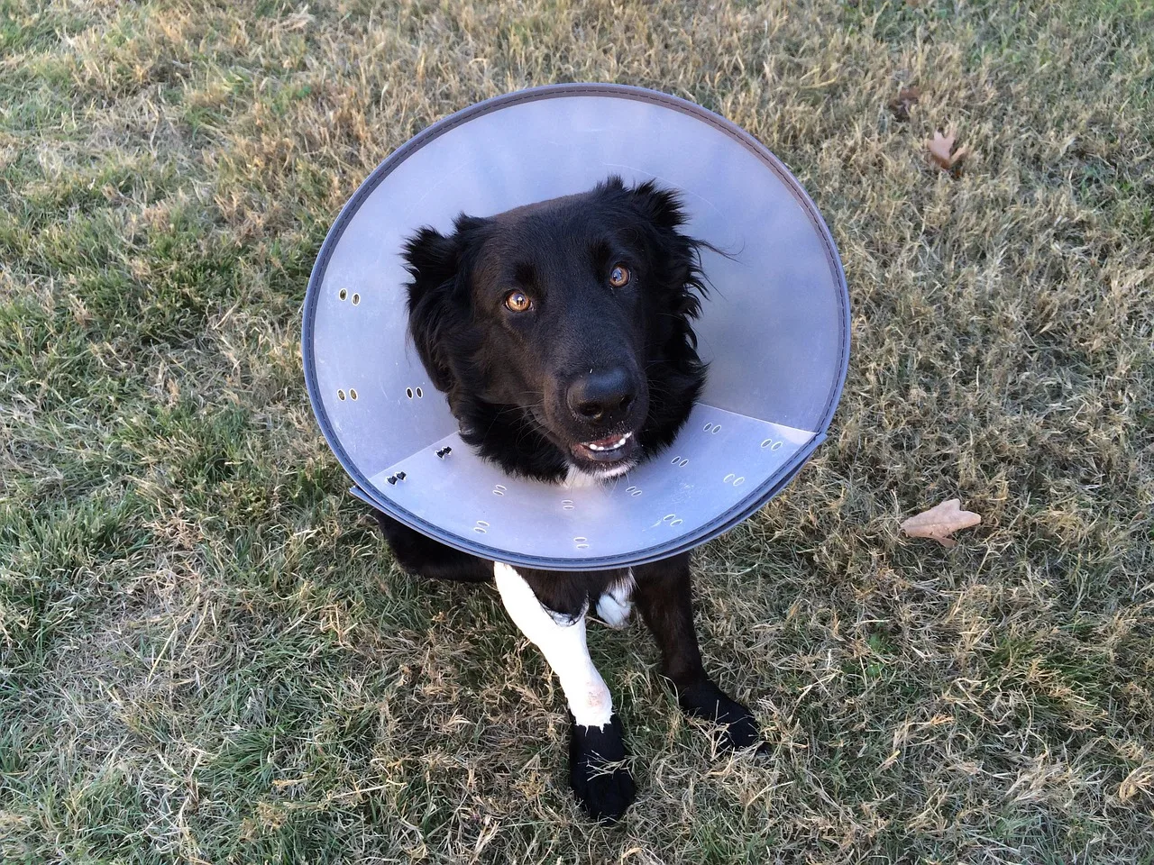 cone of shame, puppy, animal, canine, cone, cute, dog, pet, small, vet, black, care, carrying, checkup, clinic, doctor, e-collar, elizabethan, examination, medicine, owner, leg, operation, patient, veterinary, veterinarian, ill, sick, vet, vet, vet, vet, veterinary, veterinary, veterinarian, veterinarian, veterinarian, veterinarian, veterinarian. Veterinary practice workflow and operations for owners