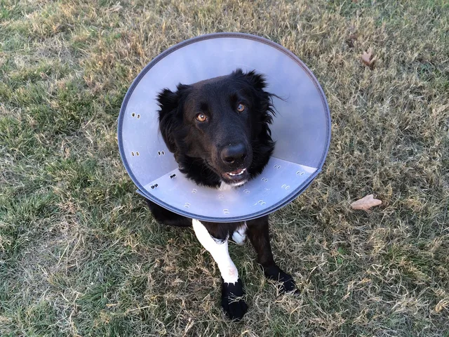 cone of shame, puppy, animal, canine, cone, cute, dog, pet, small, vet, black, care, carrying, checkup, clinic, doctor, e-collar, elizabethan, examination, medicine, owner, leg, operation, patient, veterinary, veterinarian, ill, sick, vet, vet, vet, vet, veterinary, veterinary, veterinarian, veterinarian, veterinarian, veterinarian, veterinarian. Veterinary practice workflow and operations for owners
