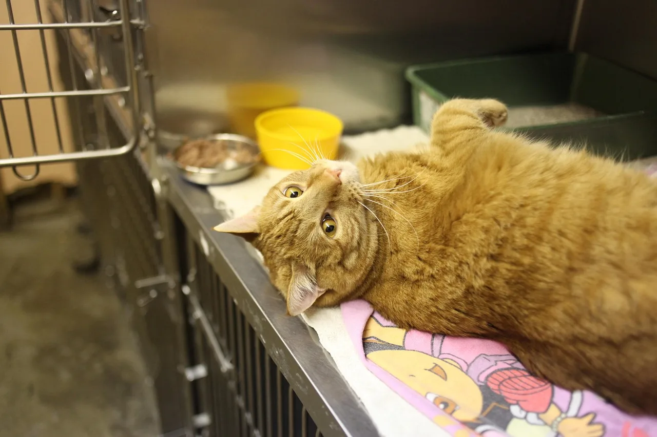 cat, kitty, veterinarian, pet, feline, animal, nature, domestic, fur, orange, tabby, cage, veterinary. How a veterinary practice keeps service quality honest