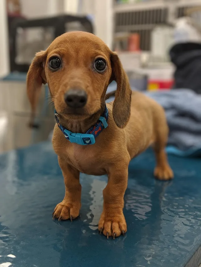 dog, puppy, nature, veterinary clinic, vet clinic, pet, animal, young dog, domestic dog, canine, mammal, cute, adorable, portrait. Sample veterinary [practice quote](/veterinary-practice-profit-margins-and-break-even-points)s and the template behind them