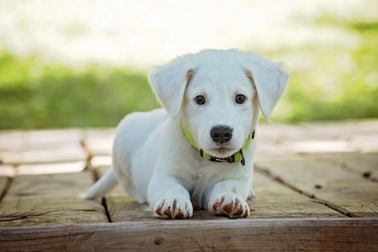 puppy, dog, pet, collar, dog collar, white puppy, white dog, domestic, domestic dog, lying down, portrait, nature, dog portrait, animal, cute, white, adorable, canine, doggy, looking. How to Design Packages for Veterinary Practice Services
