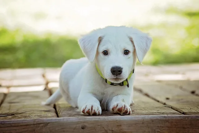 puppy, dog, pet, collar, dog collar, white puppy, white dog, domestic, domestic dog, lying down, portrait, nature, dog portrait, animal, cute, white, adorable, canine, doggy, looking. How to Design Packages for Veterinary Practice Services