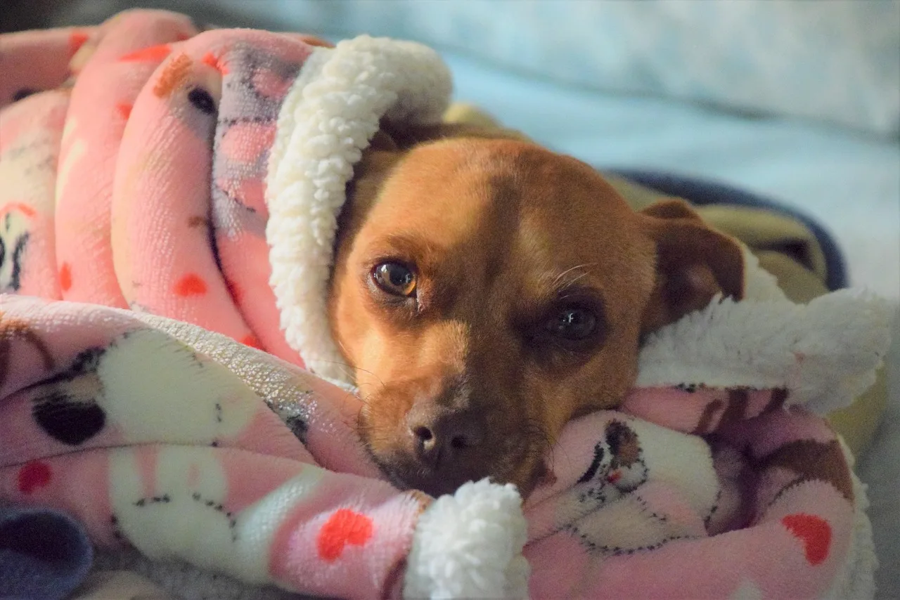 cute, adorable, friend, portrait, dog, animal, pet, sleepy, cozy, canine, resting, nature, snuggle, fur, fox terrier, love, sweet, friendship, eyes, veterinarian. 5 points worth checking on veterinary practice startup